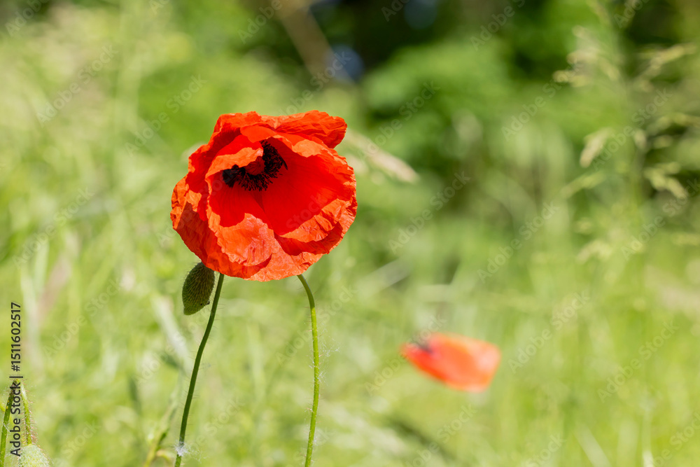 Obraz premium rote Mohnblume auf einer Wiese