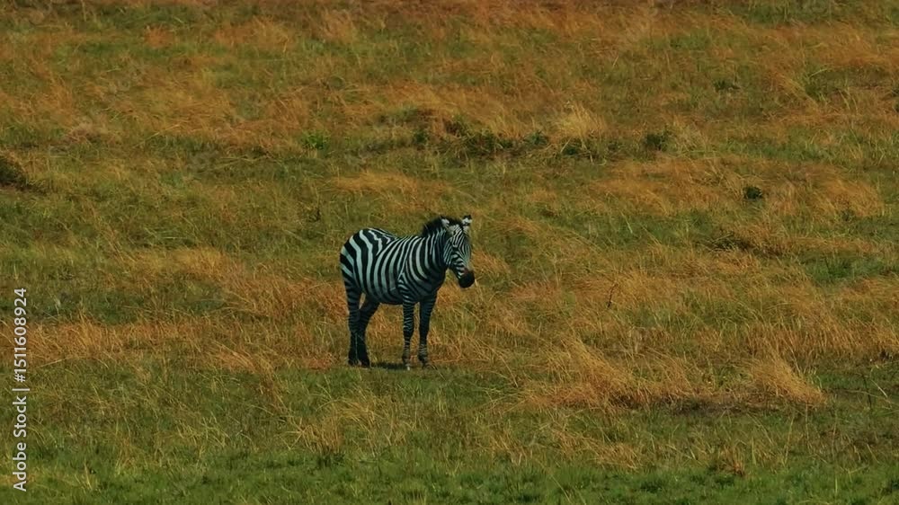 Zebra Trotting Across Open Savannah