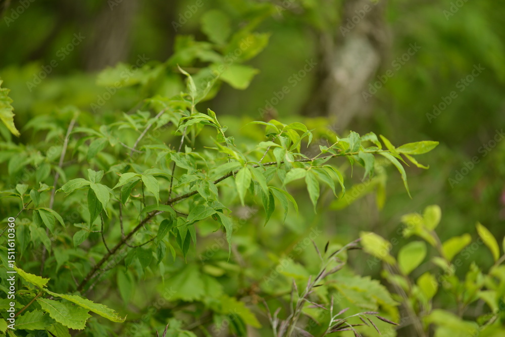 Obraz premium A detailed view of Korean winged spindle tree (Euonymus macropterus) with green foliage and red fruits in natural environment, photographed in Korea.
