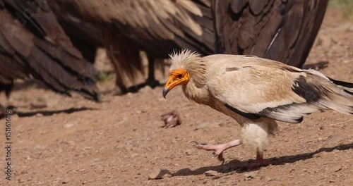 Egyptian vulture walking slowly across flat dry terrain with calm steps.