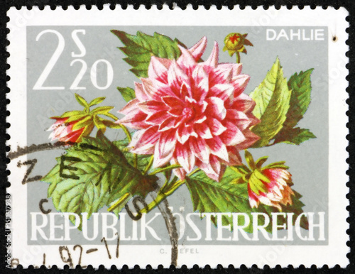 Postage stamp Austria 1964 dahlia, flowering plant