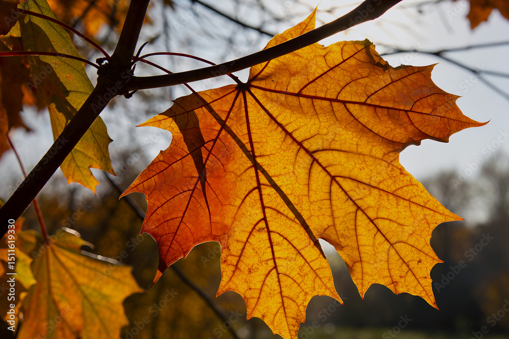 Obraz premium Backlit autumn maple leaf on branch