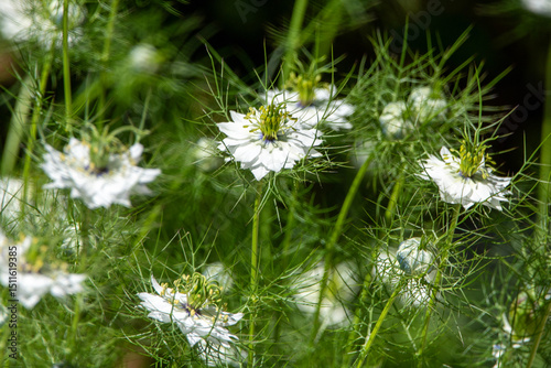 Fotografia Flor de jardín Nigella sativa o agenuz