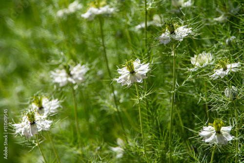 Fotografia Flor de jardín Nigella sativa o agenuz