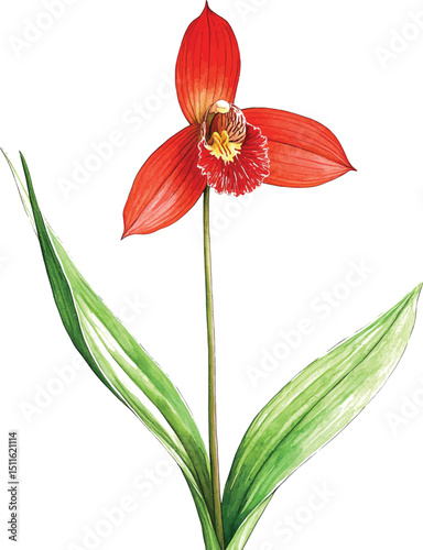 Red orchid flowers (Phalaenopsis). Realistic vector illustration vector  on white background.