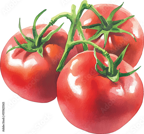 Hand drawn watercolor tomato bunch isolated on white background. Realistic food illustration vector