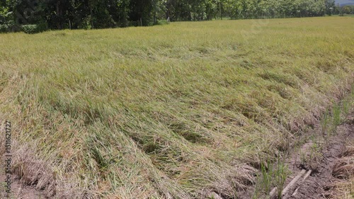Rice plants are fall down after strom.