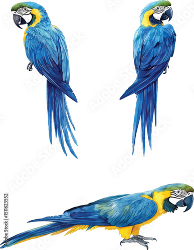set of Blue-and-gold Macaw Watercolor Painting vector illustration