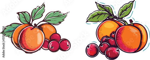 Apricots and Cranberries Vector Illustration on White Background.