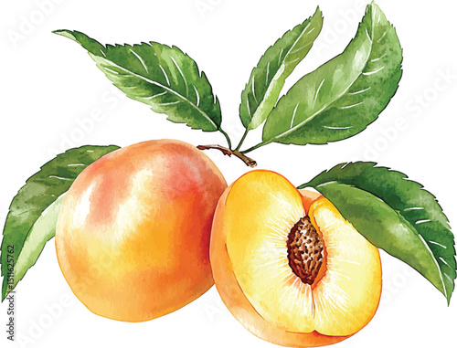 Realistic botanical watercolor illustration vector apricot fruit leaves composition
