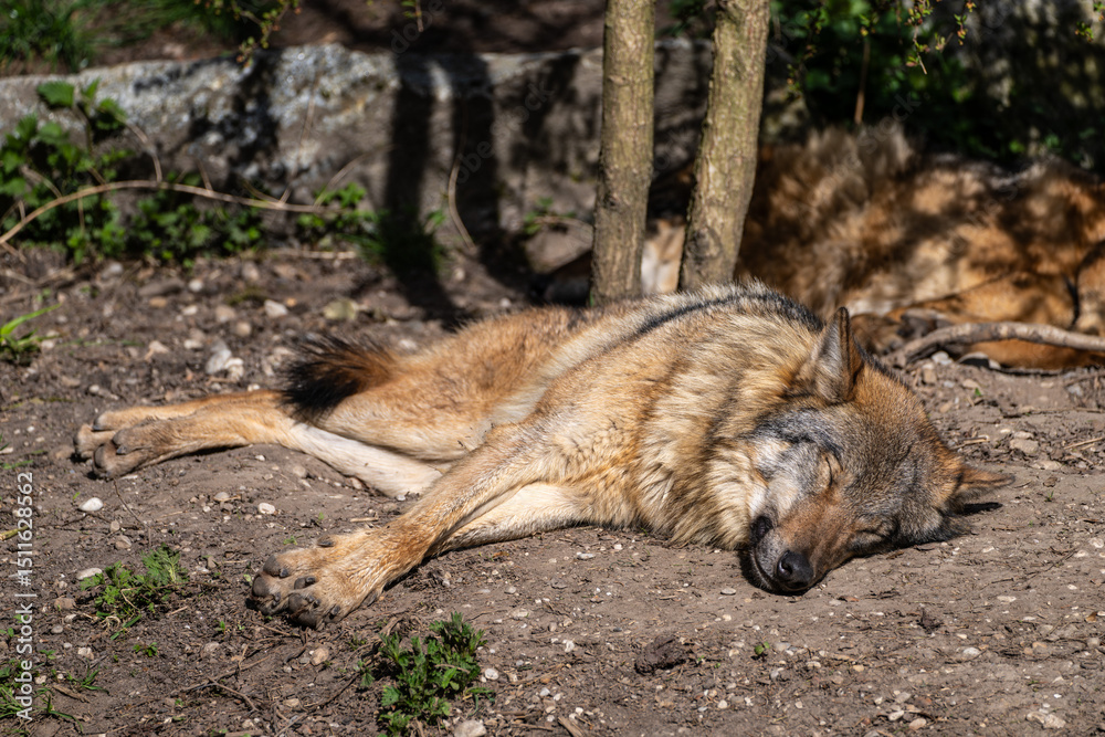 Fototapeta premium European Grey Wolf, Canis lupus in a german park