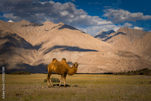 Photography Pride of Nubra Valley, Ladakh