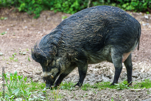 The Visayan warty pig, Sus cebifrons is a critically endangered pig