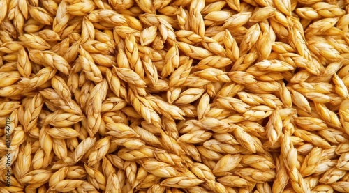 Close-up of many light golden wheat ears