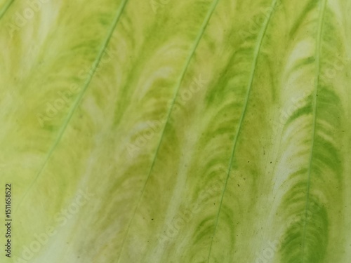 green leaf texture