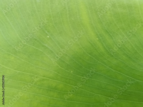 green leaf texture