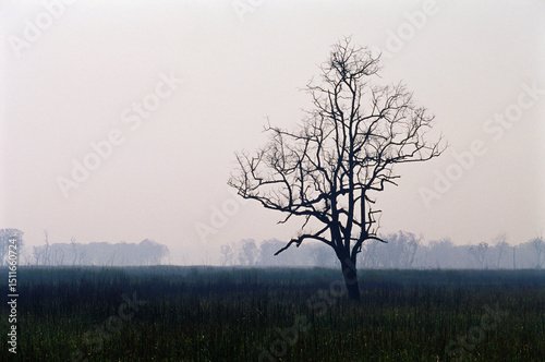 Wallpaper Mural Forest burnt, Dudhwa, Uttar Pradesh, India Torontodigital.ca