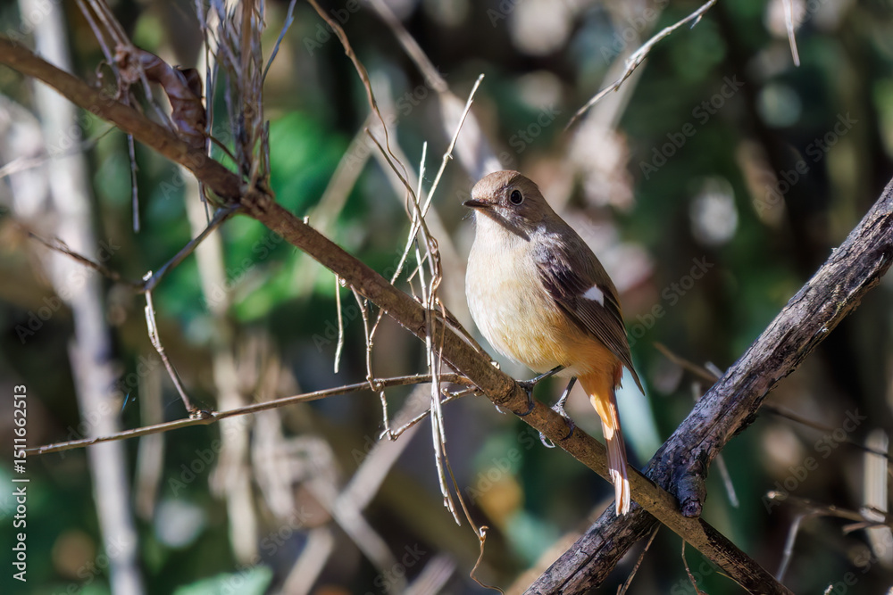 Fototapeta premium 可愛いジョウビタキ（ヒタキ科） 英名学名：Daurian Redstart (Phoenicurus auroreus) 埼玉県北本市、北本自然観察公園-2025 