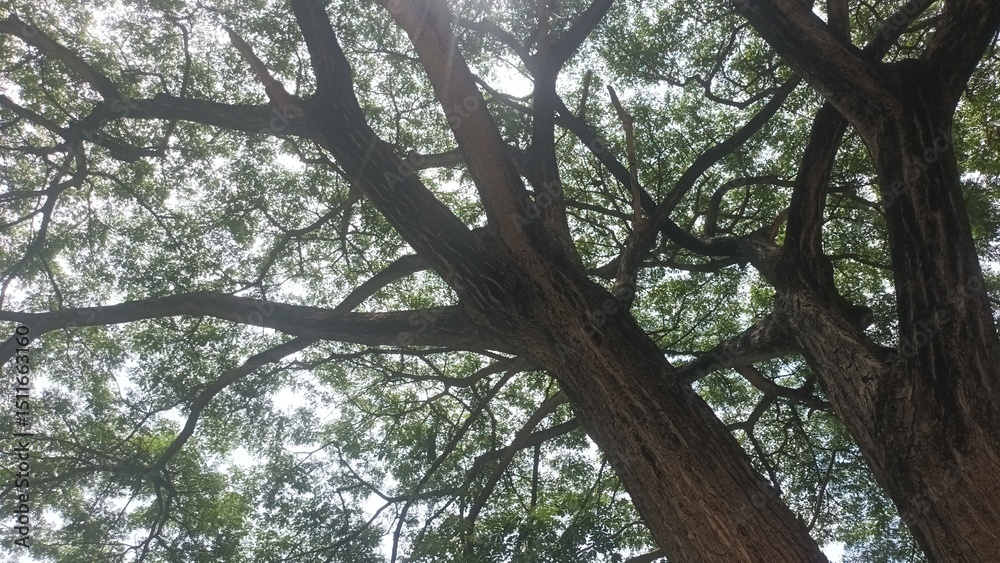 Fototapeta premium Big trees in the park at afternoon.