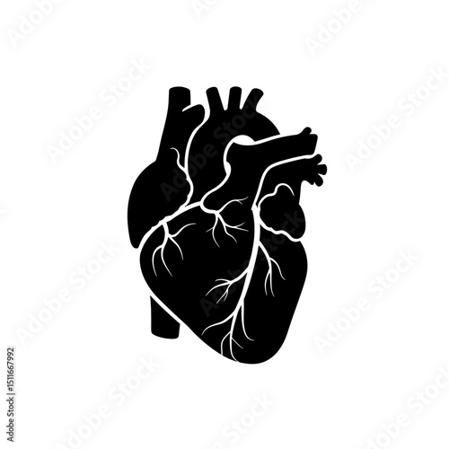 Flat Black Silhouette Vectors of Human Body and Internal Organs on White Background