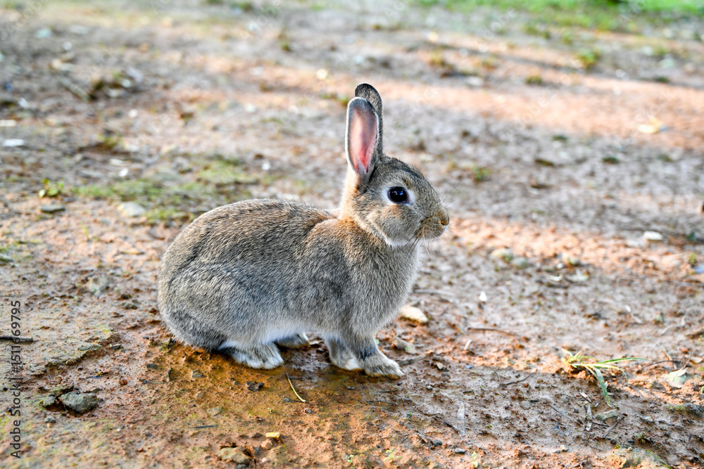 Fototapeta premium Grey rabbit crouching on grass under tree roots, showcasing textured fur and expressive eyes in a peaceful rural setting