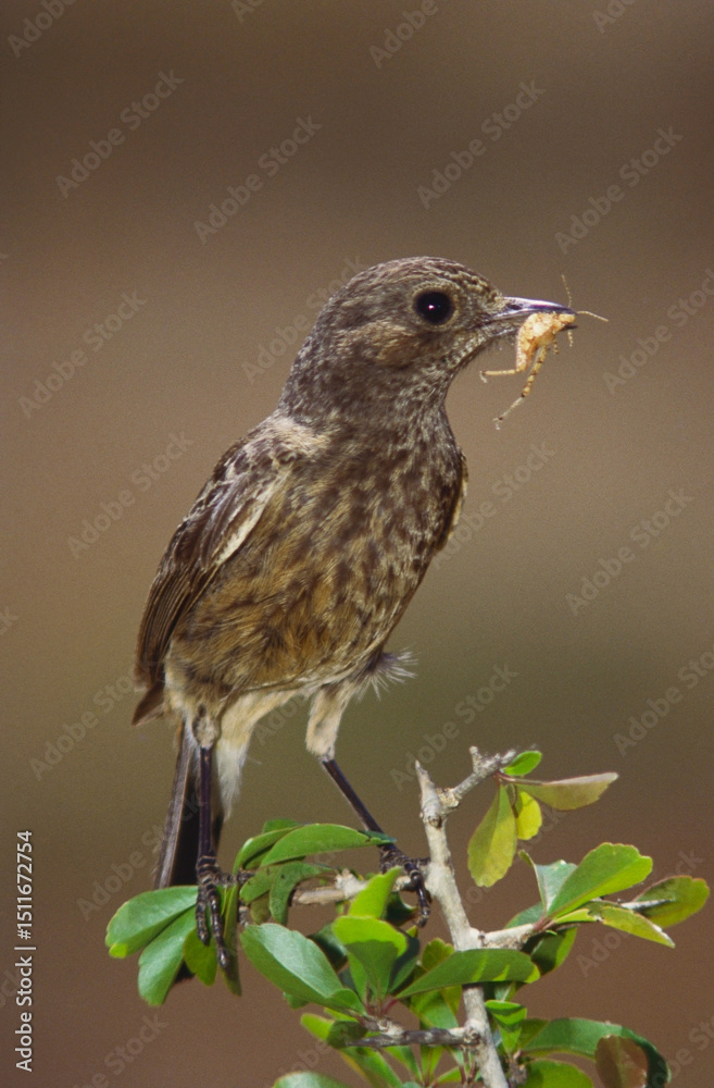 Fototapeta premium Birds Pied bushchat female saxicola caprata with feed, Bangalore, Karnataka, India
