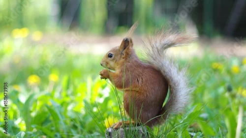 A squirrel runs on the grass
