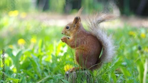 A squirrel runs on the grass