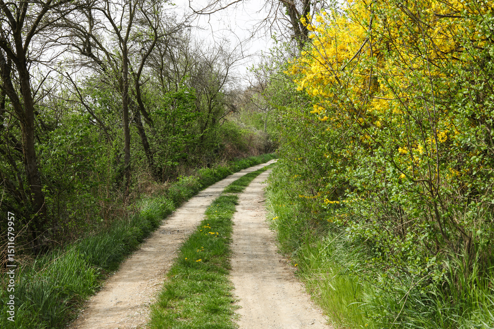 landscape with yellow blooming bushes and a dirt road landscape with yellow blooming bushes and a dirt road