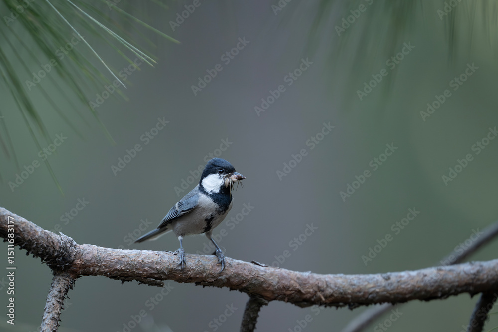 Obraz premium Close-up of an Asian Tit (Parus cinereus) perched on a pine branch, holding a small insect in its beak.