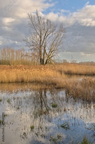 eed and bare winter tree reflecting in the water in the flemish countryside. marsh landscape with golden reed and bare winter trees on a cloudy winter day in Bourgoyen nature reserve, Ghent, Flanders,