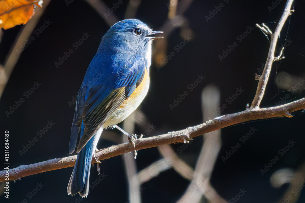 Fototapeta premium 羽ばたいて飛び出す幸せの青い鳥、可愛いルリビタキ（ヒタキ科） 英名学名：Red flanked Bluetail (Tarsiger cyanurus) 埼玉県北本市、北本自然観察公園 2025 