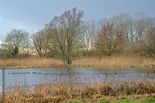 Wetlands with golden reed and bare trees on a cloudy winter day in Bourgoyen nature reserve, Ghent, Flanders, Belgium 