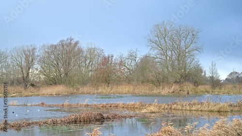 Wetlands with golden reed and bare trees on a cloudy winter day in Bourgoyen nature reserve, Ghent, Flanders, Belgium 