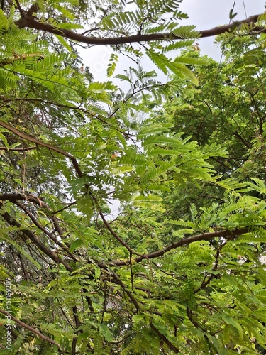 Vivid green tamarind tree branches with detailed leaves, showcasing the serene beauty of nature