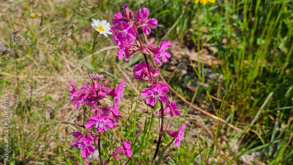 Fototapeta premium Sweden. Viscaria vulgaris, the sticky catchfly or clammy campion, is a flowering plant in the family Caryophyllaceae.