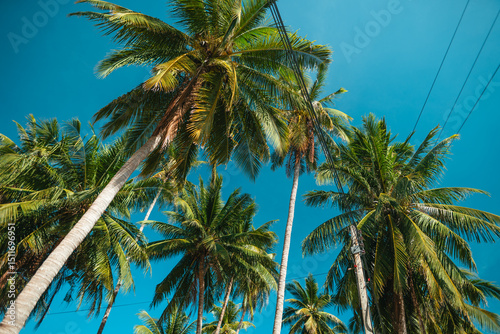 Tropical Summer,Palm Trees Against Clear Blue Sky photo