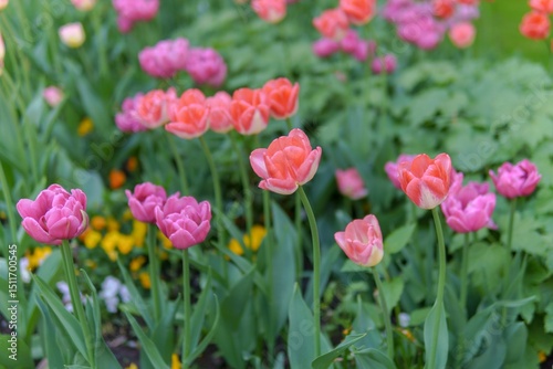 Beautiful flowers of pink tulips growing.