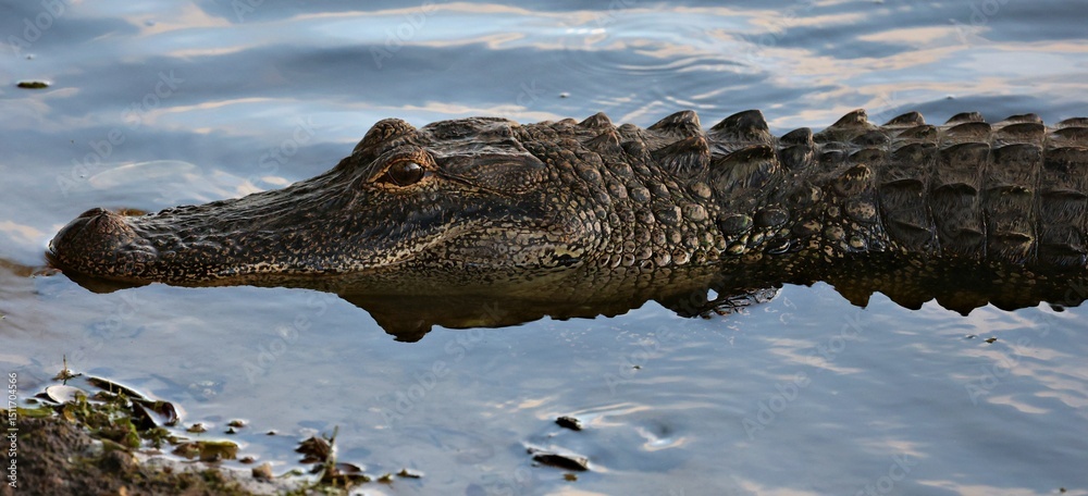 Fototapeta premium Alligator in natural habitat close-up