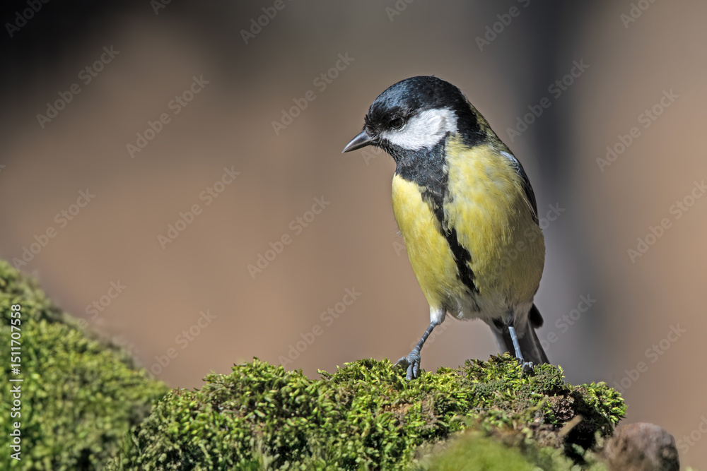 Fototapeta premium great tit parus major