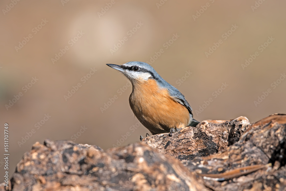 Obraz premium Eurasian Nuthatch on the tree