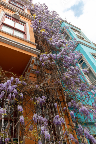 Colorful houses with flower branches in Balat, Istanbul