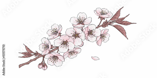 Cherry Blossom Flower Vector, Hand-Drawn Sakura Illustration