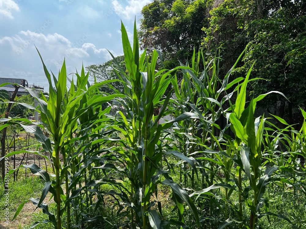 Fototapeta premium Corn plants thriving in a backyard garden, surrounded by trees and the glistening blue sky. 