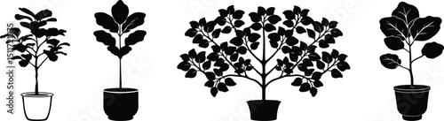 Fiddle leaf fig plant silhouette vector set.