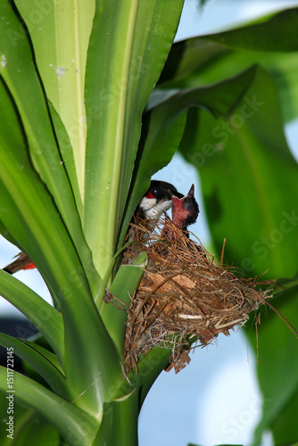 Mother bird feeds her babies in the nest, newborn baby bird in the nest ,Red-whiskered Bulbul