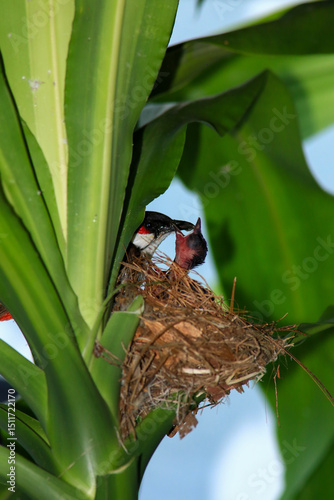 Mother bird feeds her babies in the nest, newborn baby bird in the nest ,Red-whiskered Bulbul