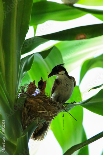 Mother bird feeds her babies in the nest, newborn baby bird in the nest ,Red-whiskered Bulbul