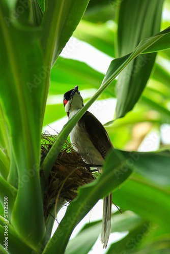 Mother bird feeds her babies in the nest, newborn baby bird in the nest ,Red-whiskered Bulbul