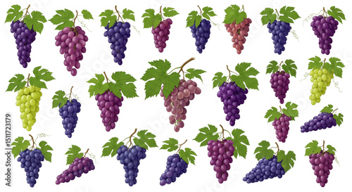 A collection of realistic grape illustrations featuring bunches of red, purple, and green grapes with leaves and tendrils.